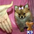 Pomeranian